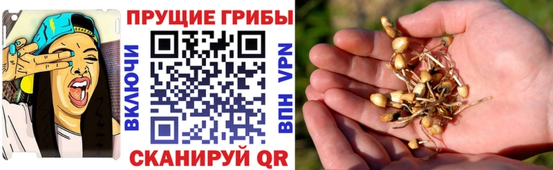 Купить  Мамоново  Галлюциногенные грибы Cubensis 